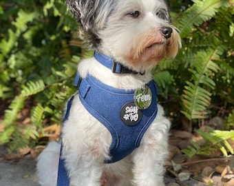 May include: A small dog with white and gray fur wearing a dark blue denim-style harness and matching collar. The harness features a round black patch with the white text Sniff Tug and a circular tag with the name Fern in white script.