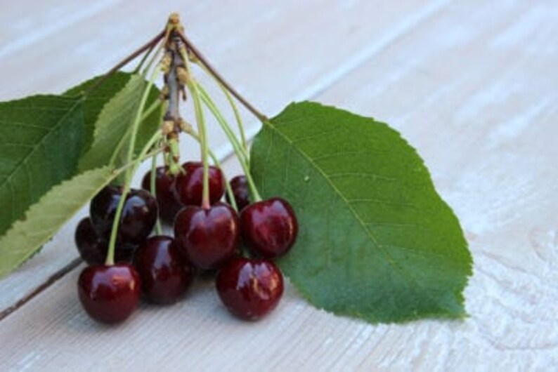 Heirloom Black Tartarian Cherry Tree Seeds aka Prunus avium Etsy
