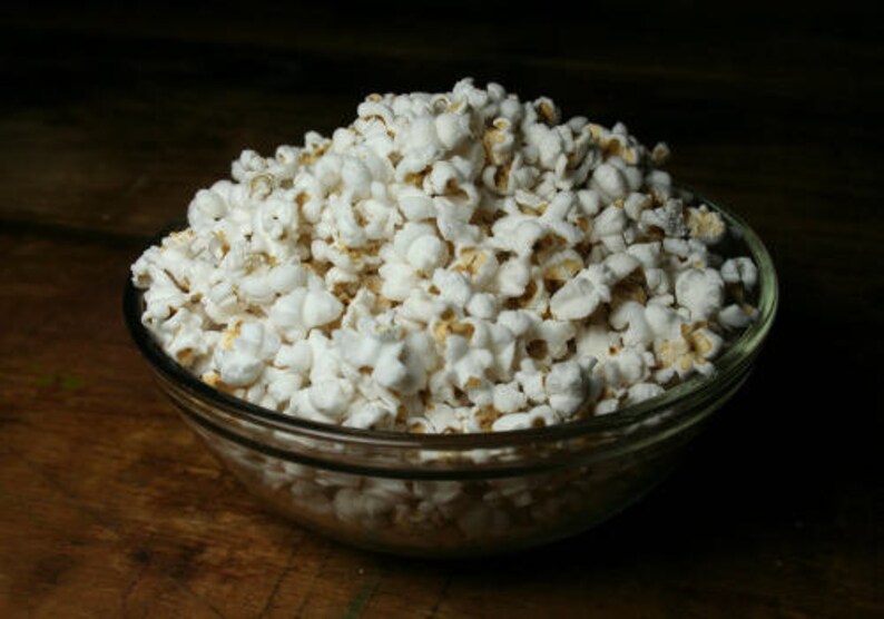 RARE ENDANGERED West African Popping Sorghum Seeds Extremely Rare Endangered Plant Species