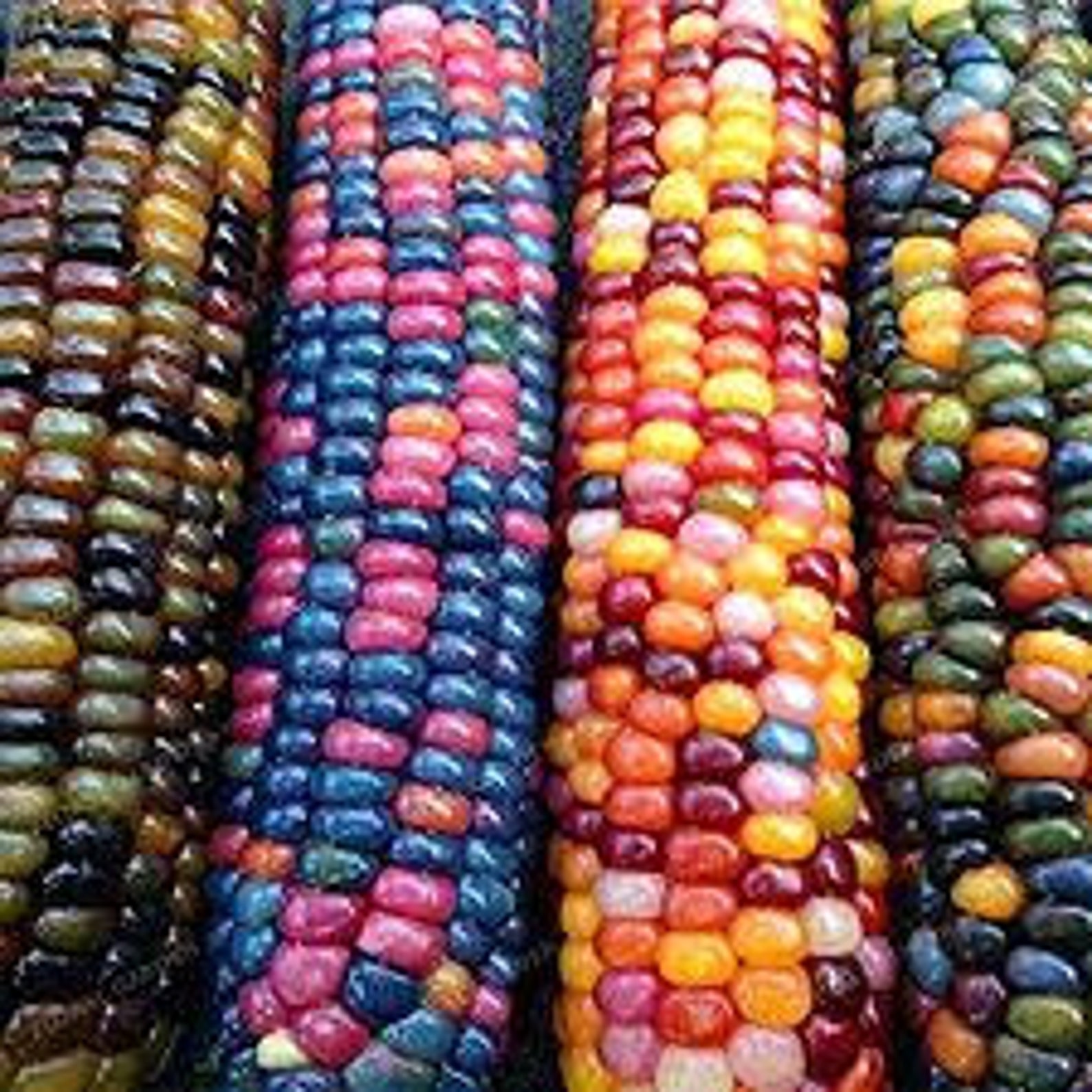 Heirloom Organic Indian Corn Seeds Aka Glass Gem Corn Etsy