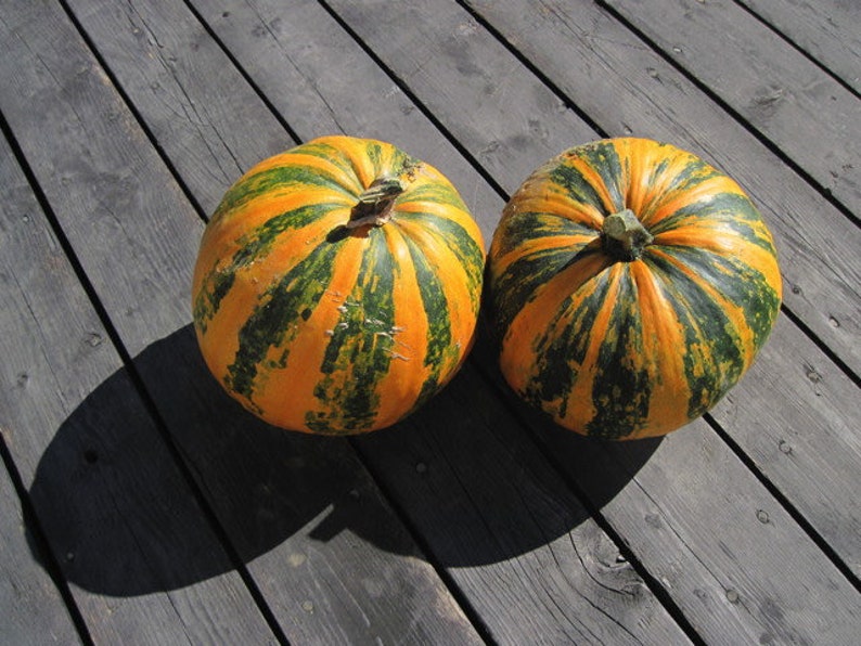 Organic Heirloom Lady Godiva Pumpkin Squash Seeds Etsy