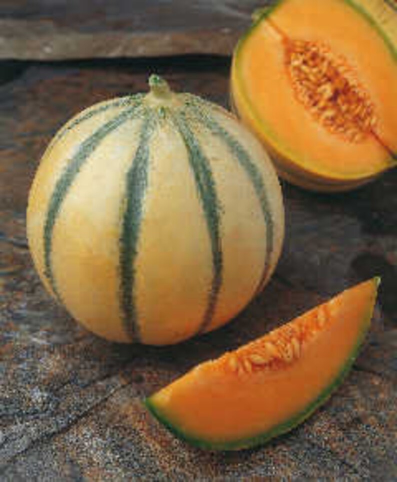RARE HEIRLOOM Organic Charentais Melon Seeds Aka French Etsy