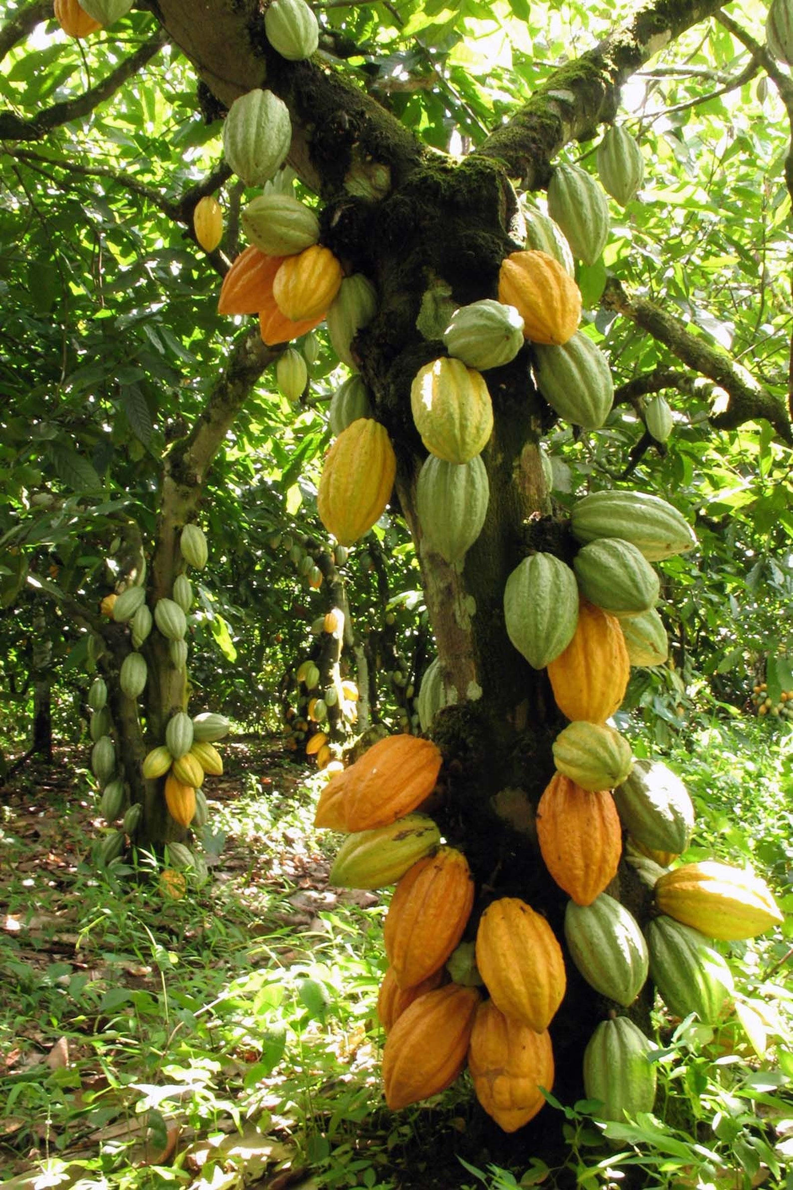 Heirloom Organic Theobroma Cacao Tree Seeds Chocolate Tree Etsy