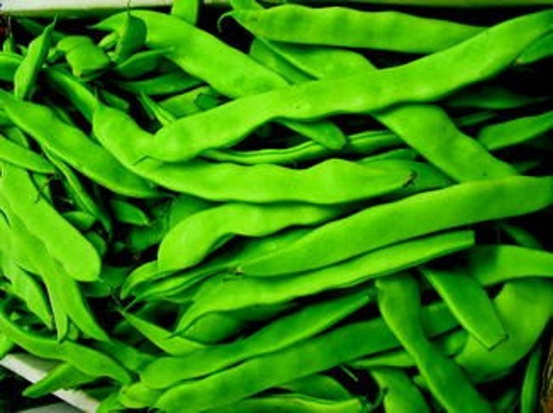 Heirloom Organic Willow Leaf Butter Pole Lima Bean Seeds Etsy