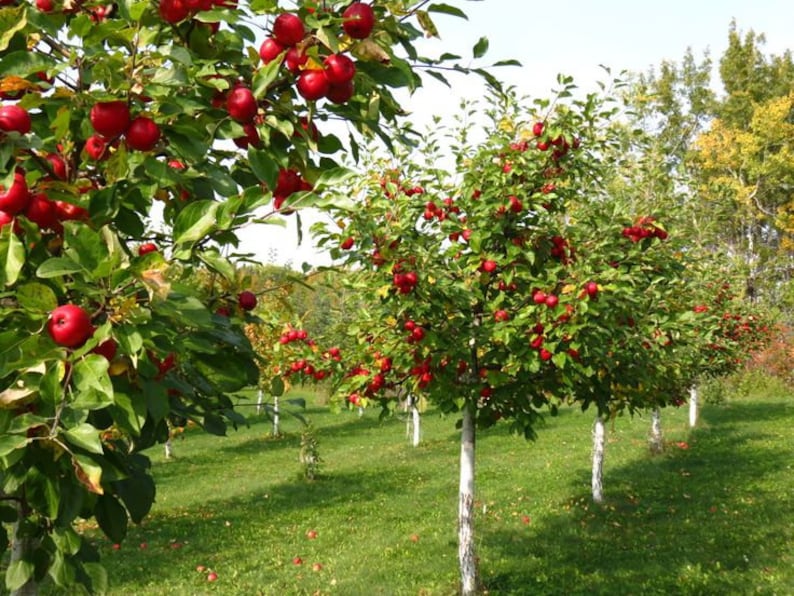 Organic Red Jonathan Apple Tree Seeds Aka Malus domestica Etsy