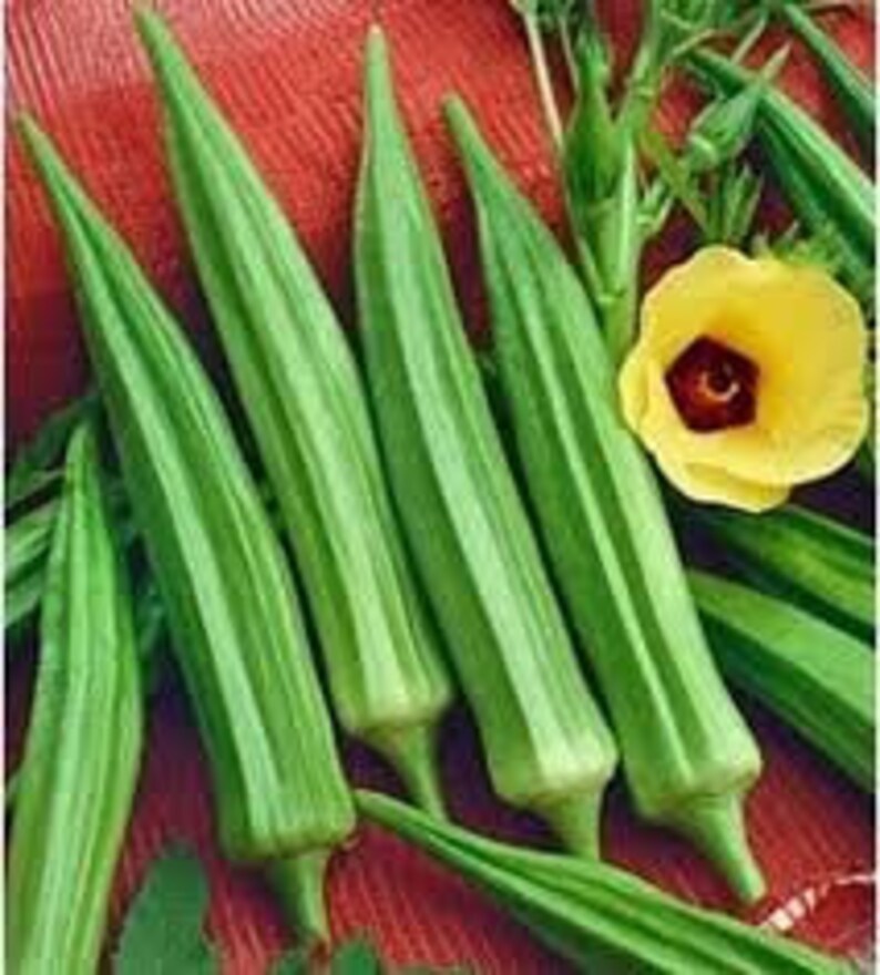 Heirloom Organic Louisiana Green Velvet Okra Seeds Etsy