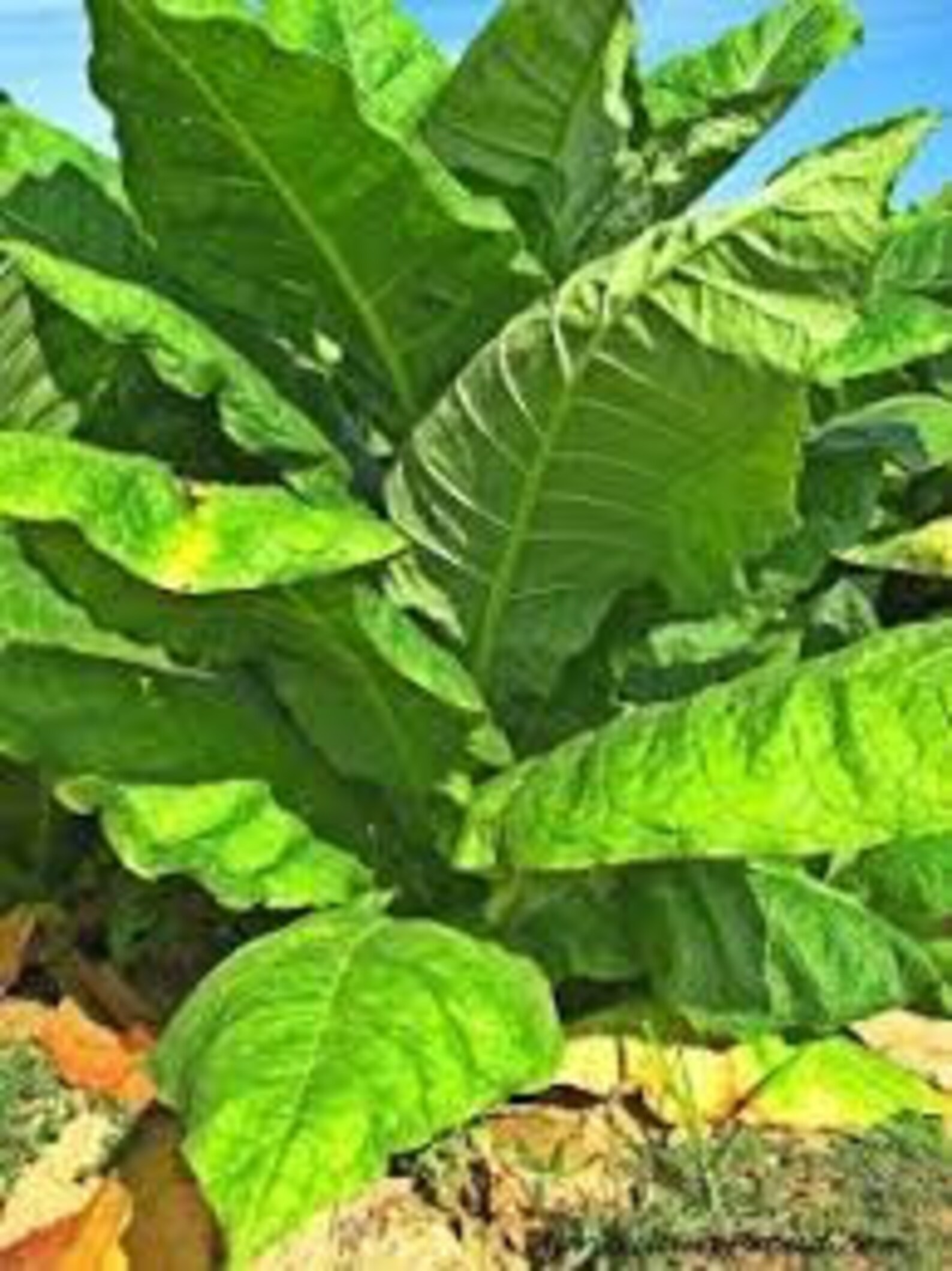 Heirloom Organic Virginia Tobacco Seeds Great for saving Etsy