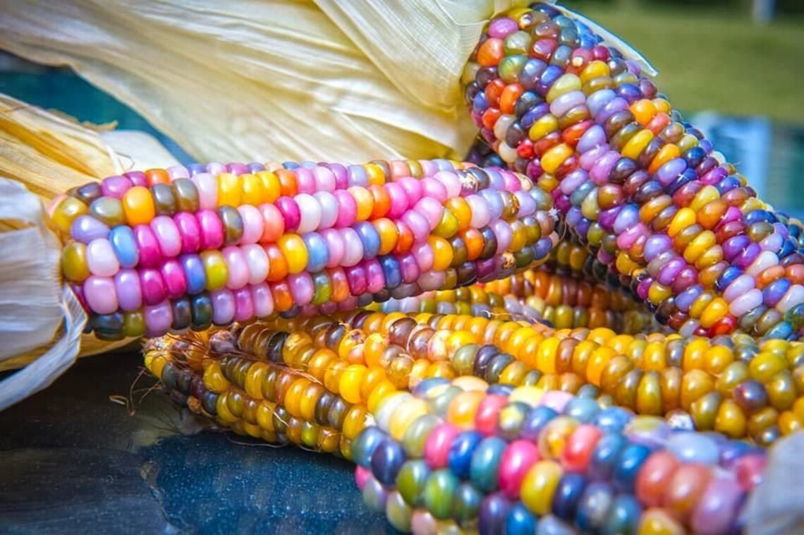 Heirloom Organic Indian Corn Seeds Aka Glass Gem Corn Etsy