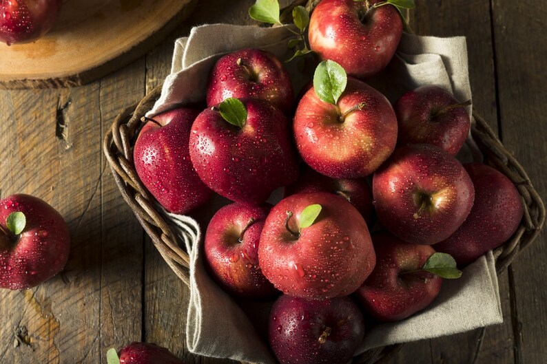 Organic Red Jonathan Apple Tree Seeds Aka Malus domestica Etsy