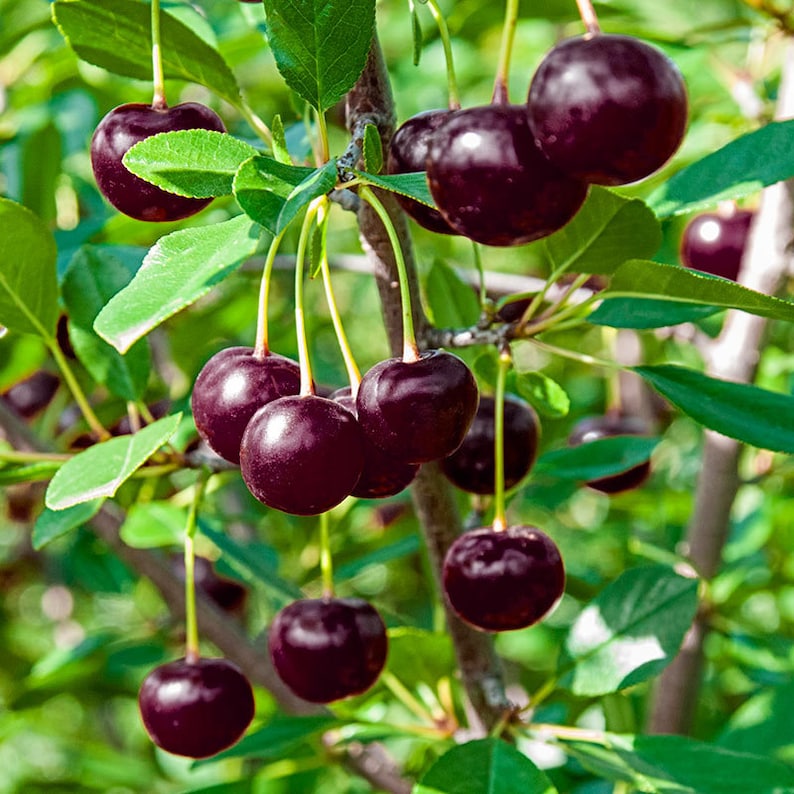 Heirloom Black Tartarian Cherry Tree Seeds aka Prunus avium Etsy
