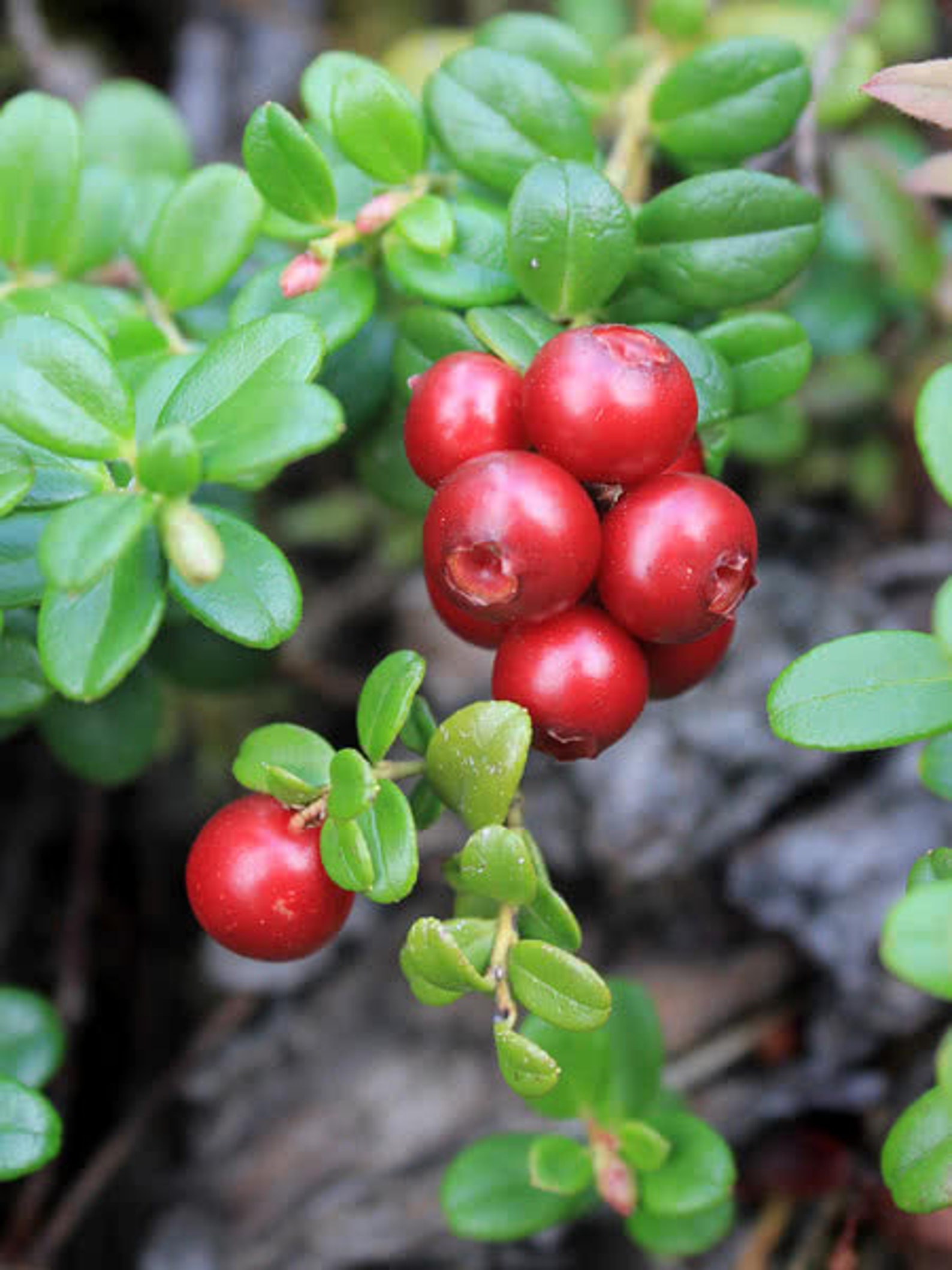 Heirloom Organic Cranberry Bush Seeds aka Cranberries Tree Etsy