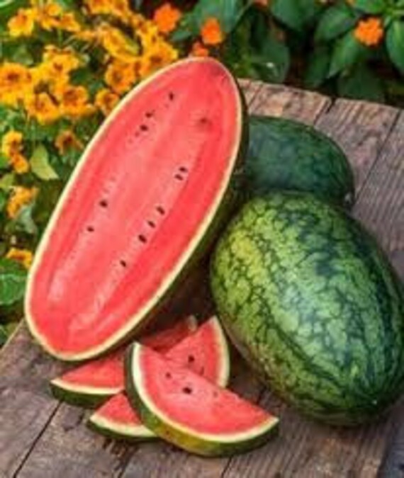 Heirloom Organic Rattlesnake Watermelon seeds Etsy
