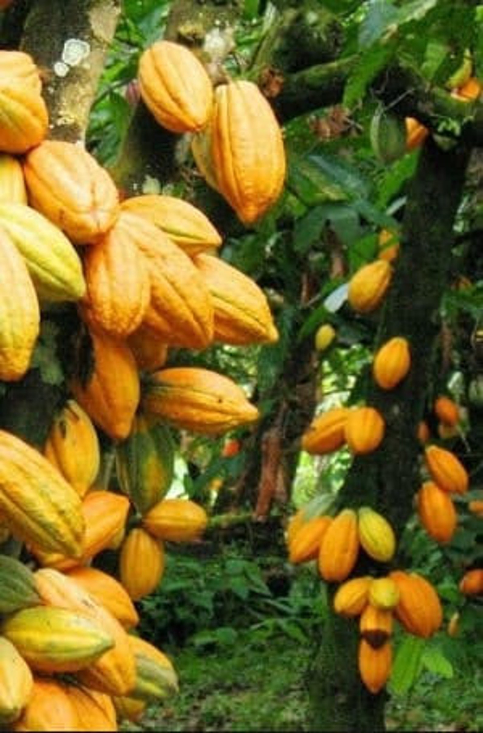 Heirloom Organic Theobroma Cacao Tree Seeds Chocolate Tree | Etsy