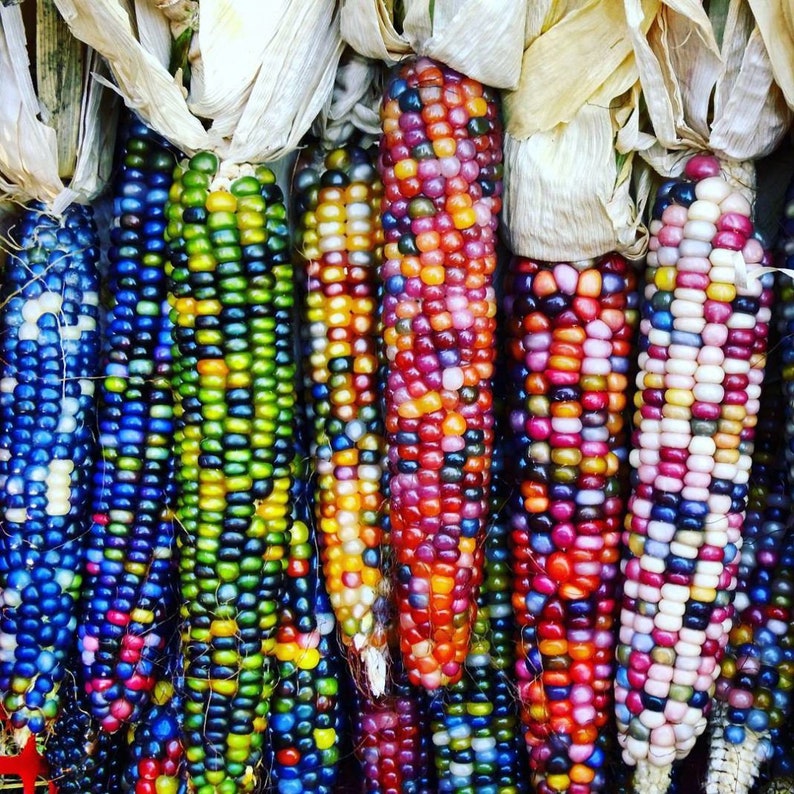 Heirloom Organic Indian Corn Seeds Aka Glass Gem Corn Etsy