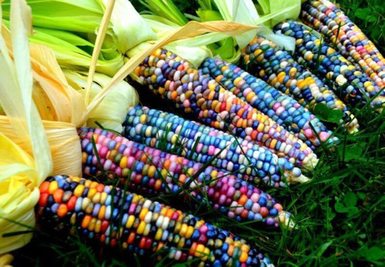 Heirloom Organic Indian Corn Seeds Aka Glass Gem Corn Etsy