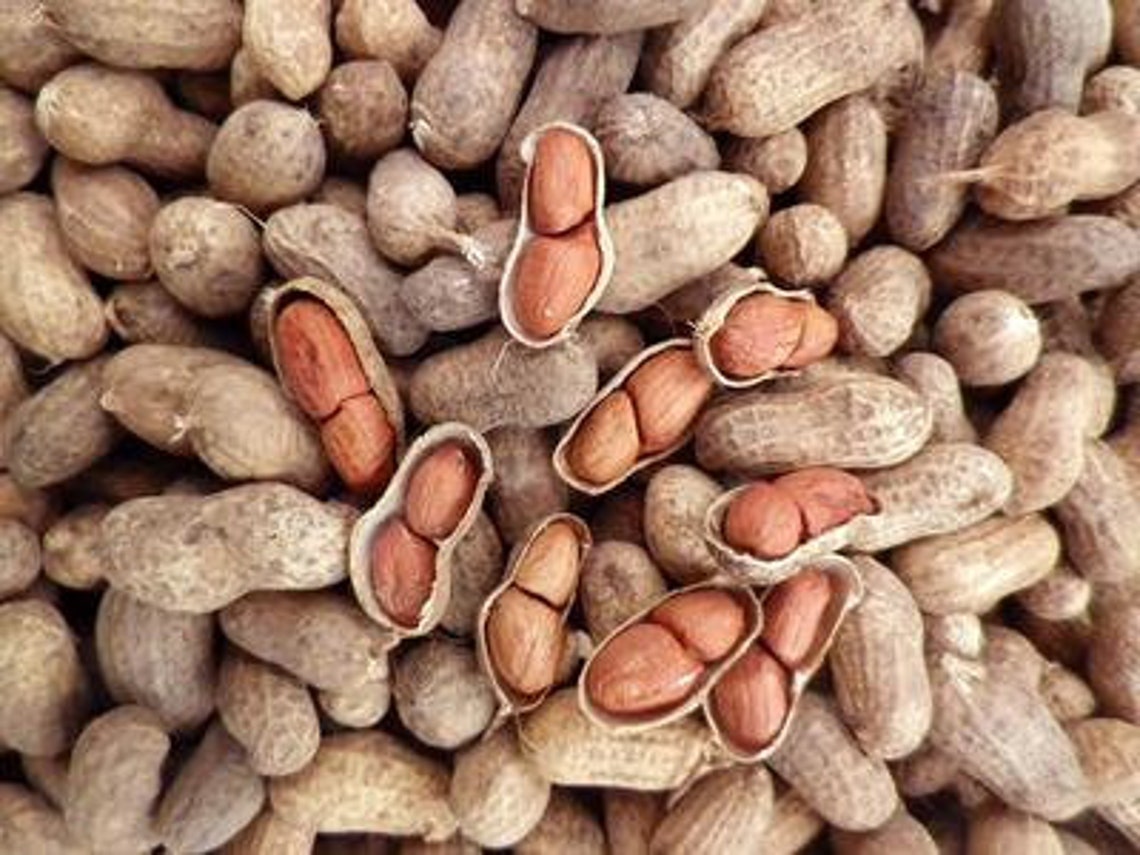 Heirloom Organic Raw Spanish Peanut Seeds Etsy