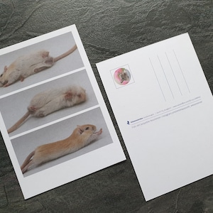 IMPRESSION DE CARTES POSTALES : gerbille de yoga, DIN A6, papier 100 % recyclé ; Avec Wiesenrenner