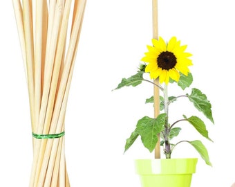 25 Pack 20 Inch Bamboo Plant Stakes, Plant Sticks Support, Floral Plant Support