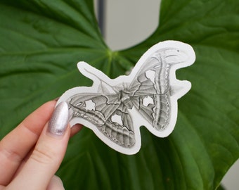 Moth Sticker - Atlas. Matte vinyl, weatherproof sticker. Surreal art