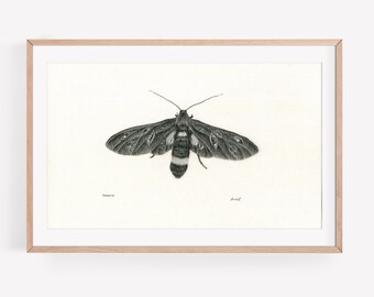 Art Print - Paranoia. Surreal moth illustration, wall art