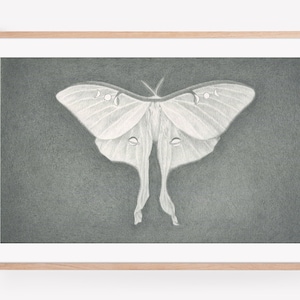 Art Print - Lune. Surreal moth illustration, wall art
