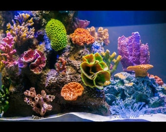 Coral reef Aquarium saltwater decoration with bonus plexiglass aquarium