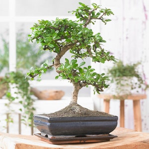 May include: A small bonsai tree with green leaves in a black ceramic pot with a brown tray. The tree is in a classic bonsai style with a curved trunk and branches.