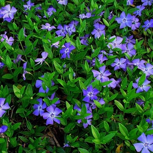 May include: A dense ground cover of periwinkle flowers, each with five petals, in shades of blue and purple. The flowers are set amongst lush, green leaves, creating a vibrant display. The image depicts a natural, floral theme.