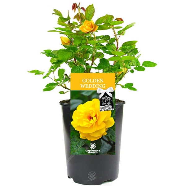 Golden Wedding Rose - 50th Wedding Anniversary Gift - Help Celebrate a Special Couples Golden Wedding Anniversary with a Unique Living Plant