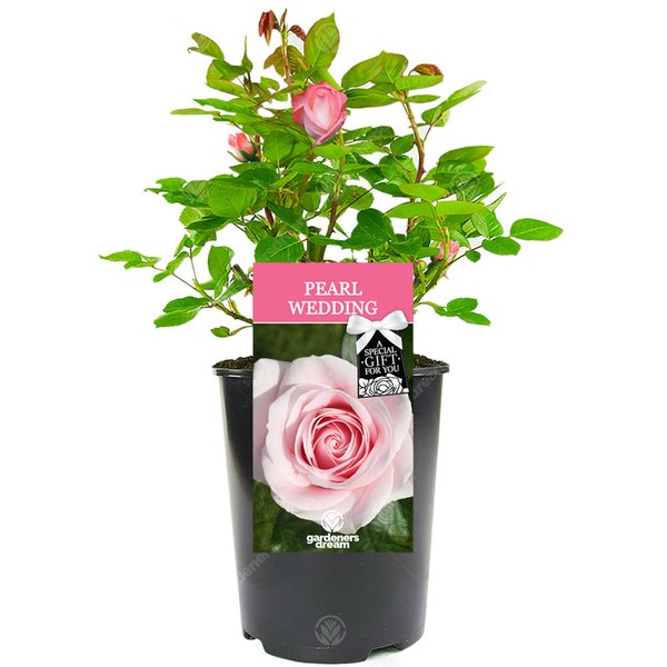 Pearl Wedding Rose - 30th Wedding Anniversary Gift - Help Celebrate a Special Couple's Pearl Wedding Anniversary with a Unique Living Plant