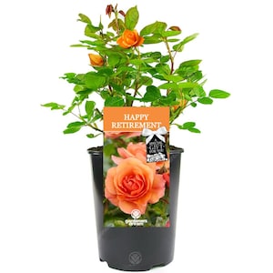 Happy Retirement Rose - Help Celebrate a Special Friend or Colleague Retire with a Unique Living Plant Gift