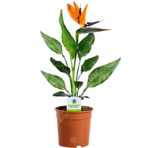 Strelitzia - 1 Plant - House / Office Live Indoor Potted Plant Tree In 12cm Pot