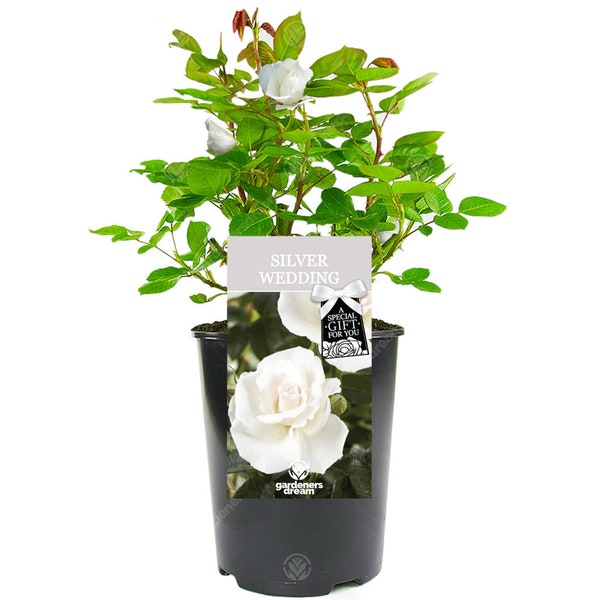 Silver Wedding Rose - 25th Wedding Anniversary Gift - Help Celebrate a Special Couples Silver Wedding Anniversary with a Unique Living Plant