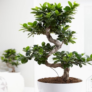 May include: A bonsai tree with a thick, twisted trunk and lush green leaves. The tree is potted in a white ceramic pot.