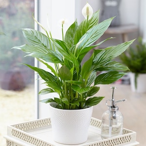 May include: A white peace lily plant in a white ceramic pot with a textured surface. The plant has several green leaves and white flowers. The plant is sitting on a white tray with a decorative pattern.