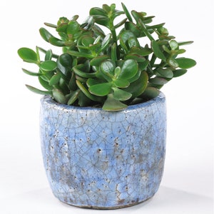 May include: A jade plant in a blue and white ceramic pot with a crackled glaze.