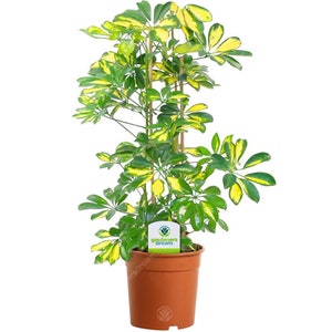 May include: A potted Schefflera plant with variegated green and yellow leaves. The plant is in a brown plastic pot with a label that reads "gardeners dream".