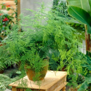 Asparagus Plumosus Indoor Plant 1 x Live Potted Fern Houseplant In 12cm Pot image 1