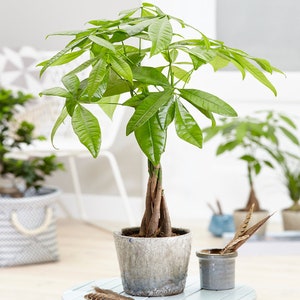 Pachira Aquatica Tree Live Premium Potted Indoor Plant Braided Stem 12cm Pot image 1