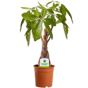 Pachira Aquatica Plant - Braided Stem Ideal Office House Decorative Tree 12cm image 2