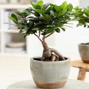 May include: A green ficus bonsai tree with a thick, gnarled trunk and roots, potted in a light green ceramic pot with a brown rim.