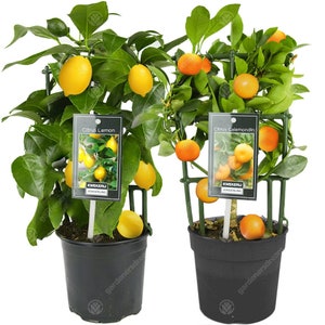May include: Two potted citrus trees, one labelled "Citrus Lemon" and the other "Citrus Calamondin". Both trees have green leaves and small, bright orange fruits. The trees are in black pots with green trellis supports.