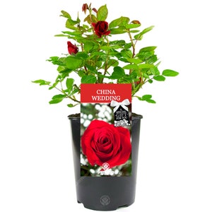 China Wedding Rose - 20th Wedding Anniversary Gift - Help Celebrate a Special Couple's China Wedding Anniversary with a Unique Living Plant