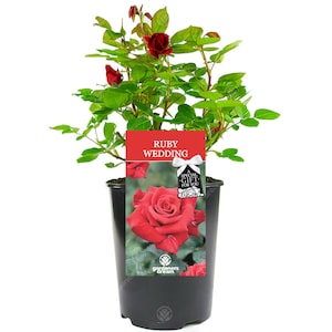 Ruby Wedding Rose - 40th Wedding Anniversary Gift - Help Celebrate a Special Couple's Ruby Wedding Anniversary with a Unique Living Plant