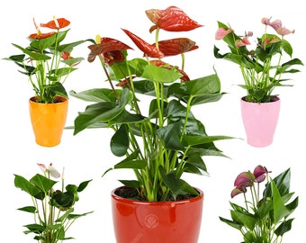 Anthurium Live Indoor Decorative Houeplants in 13cm Ceramic Pots Various Colours