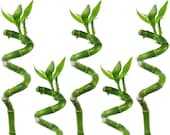 Lucky Bamboo 30cm-50cm Spiral Stems For Indoor Plant Pot Garden Windowsill Bowl