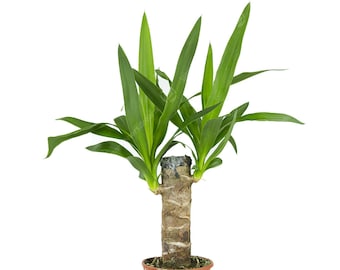 Yucca Elephantipes Spinless Yucca Live Indoor Decorative Houseplant in 12cm Pot