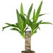 see more listings in the Indoor Plants section