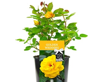 Golden Wedding Rose - 50th Wedding Anniversary Gift - Help Celebrate a Special Couples Golden Wedding Anniversary with a Unique Living Plant