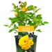 see more listings in the Gift Roses section